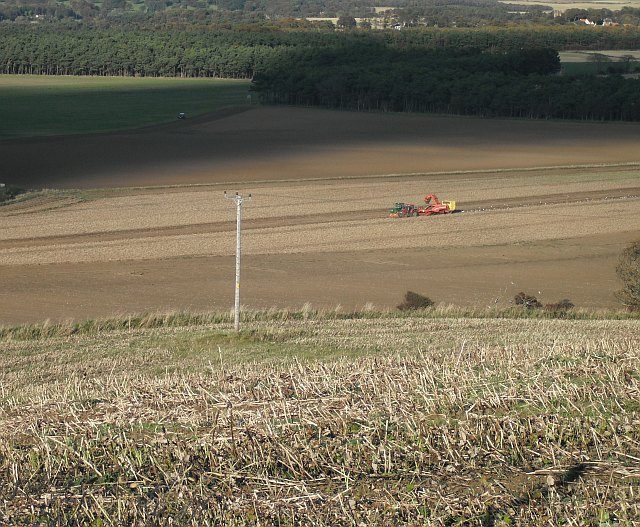 Aardappelen oogsten van het akkerland