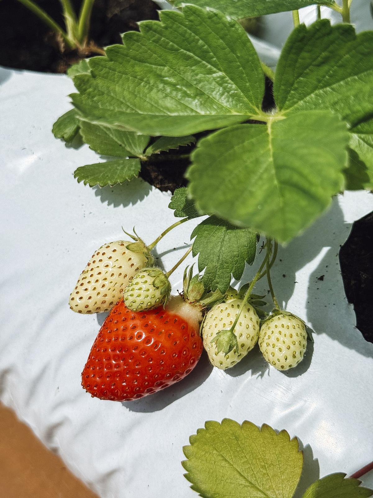 Aardbeienplant met rijpe vruchten