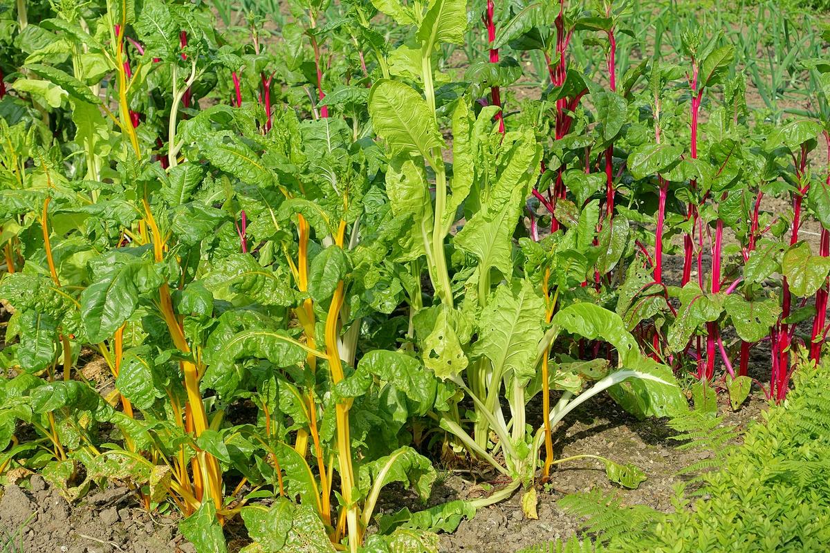 Snijbiet met rode stelen in de moestuin
