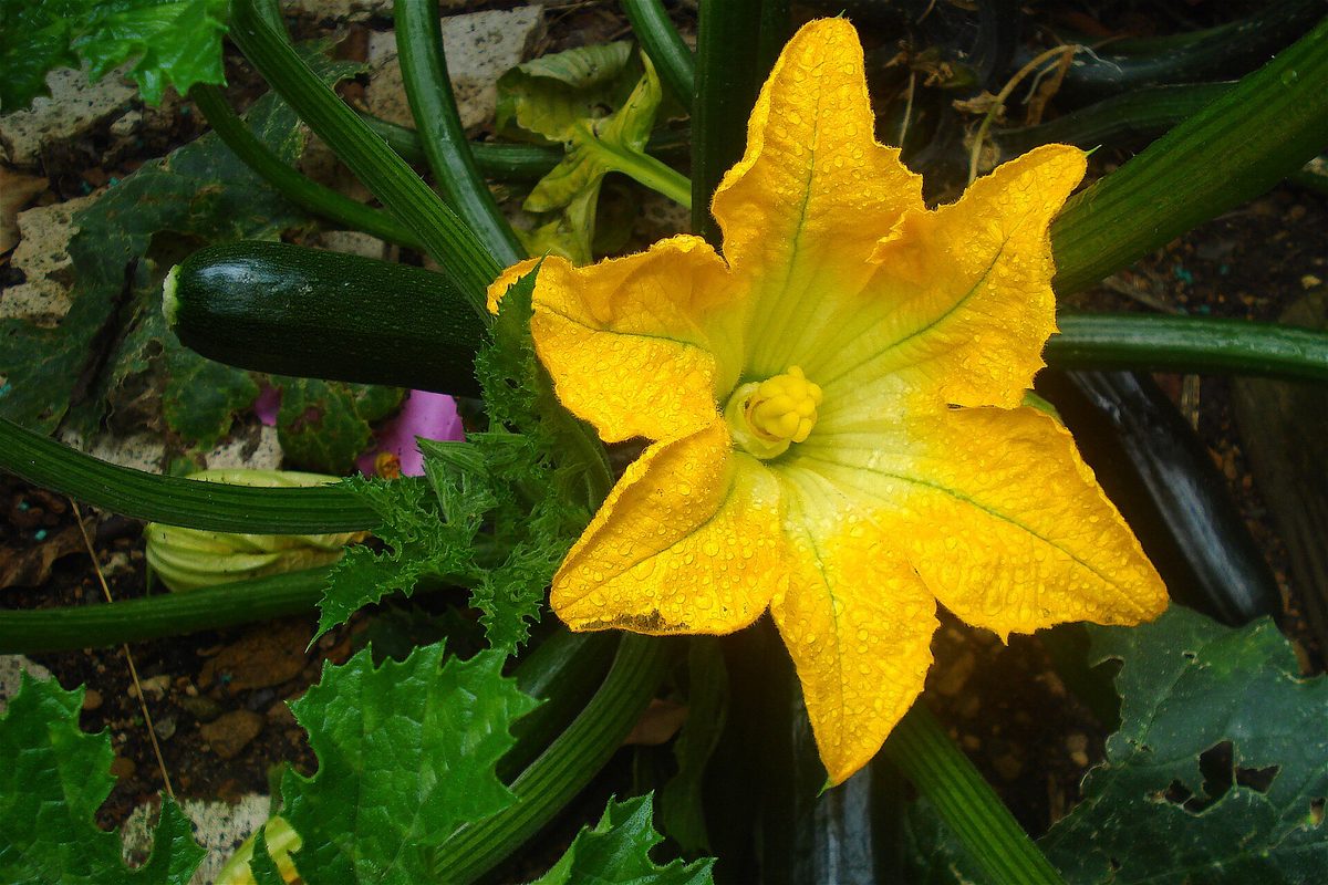 Courgetteplant met grote gele bloem