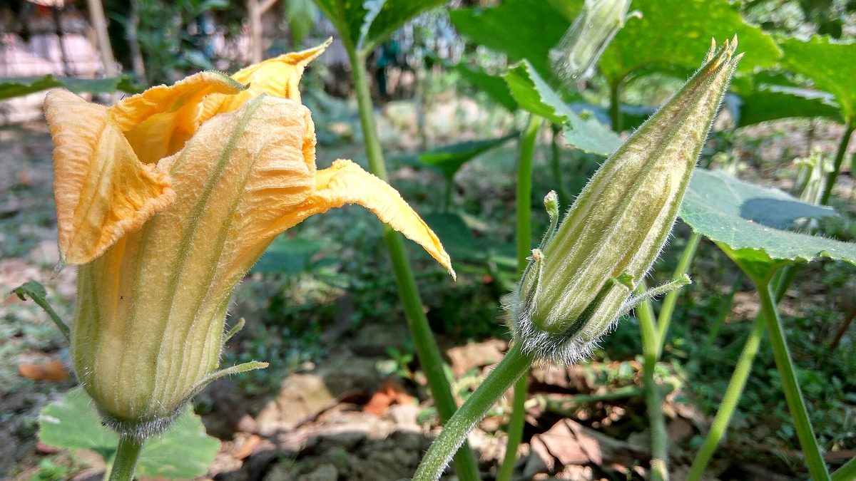 Close-up van een courgettebloem