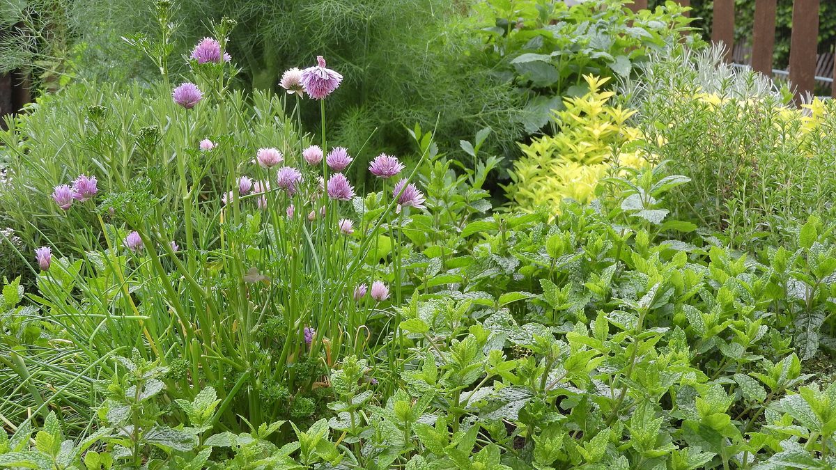 Kruidenperk met eetbare planten