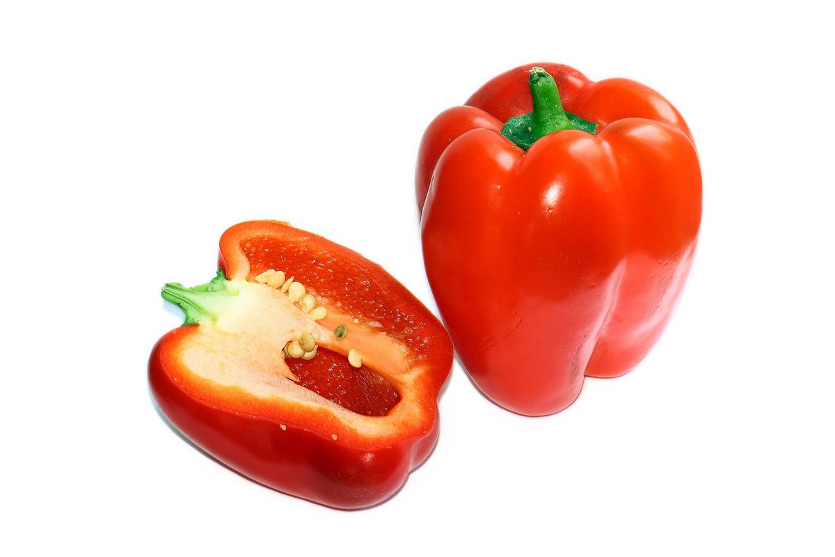 Rode paprika aan de plant