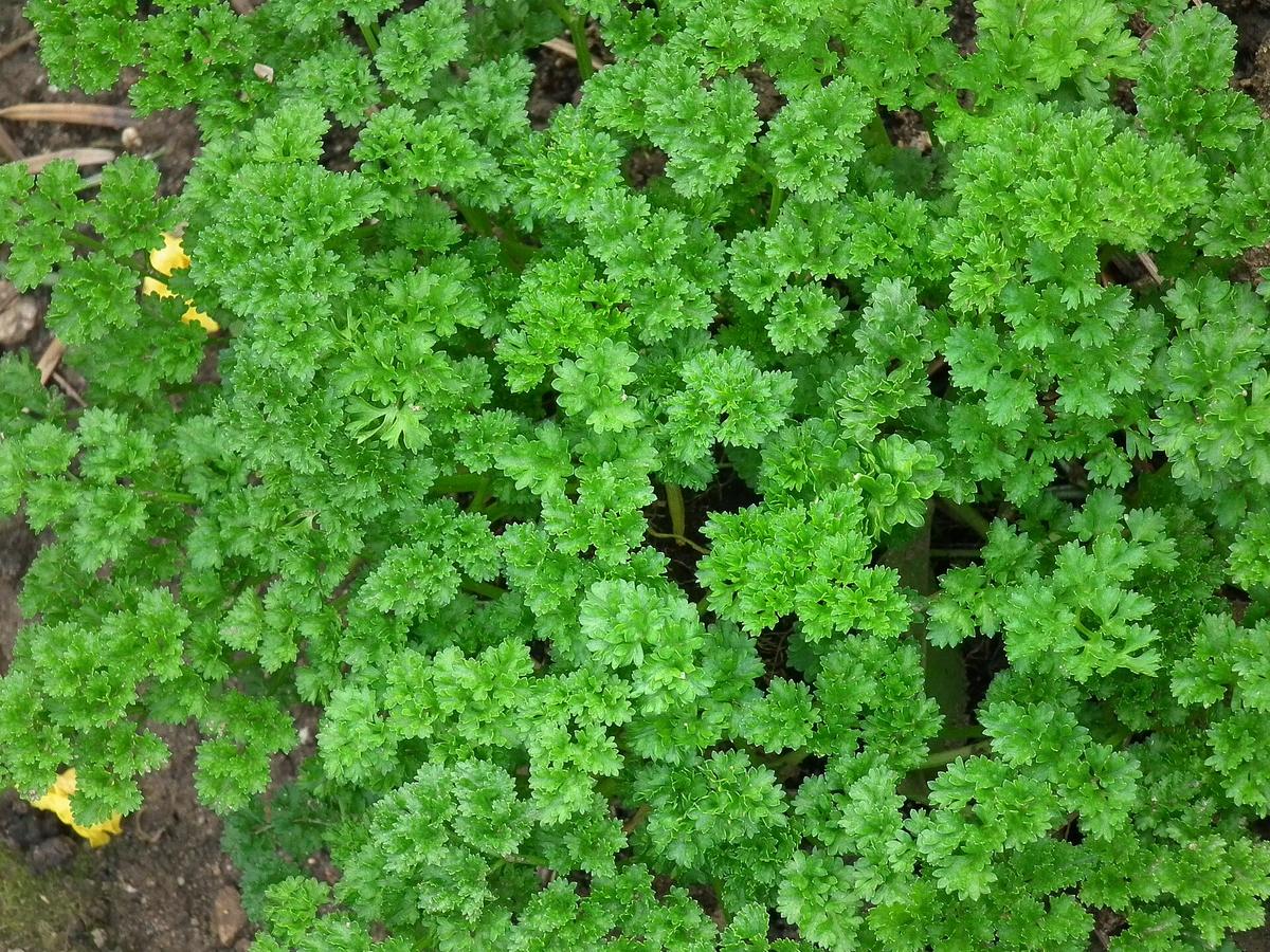 Peterselieplant in de tuin
