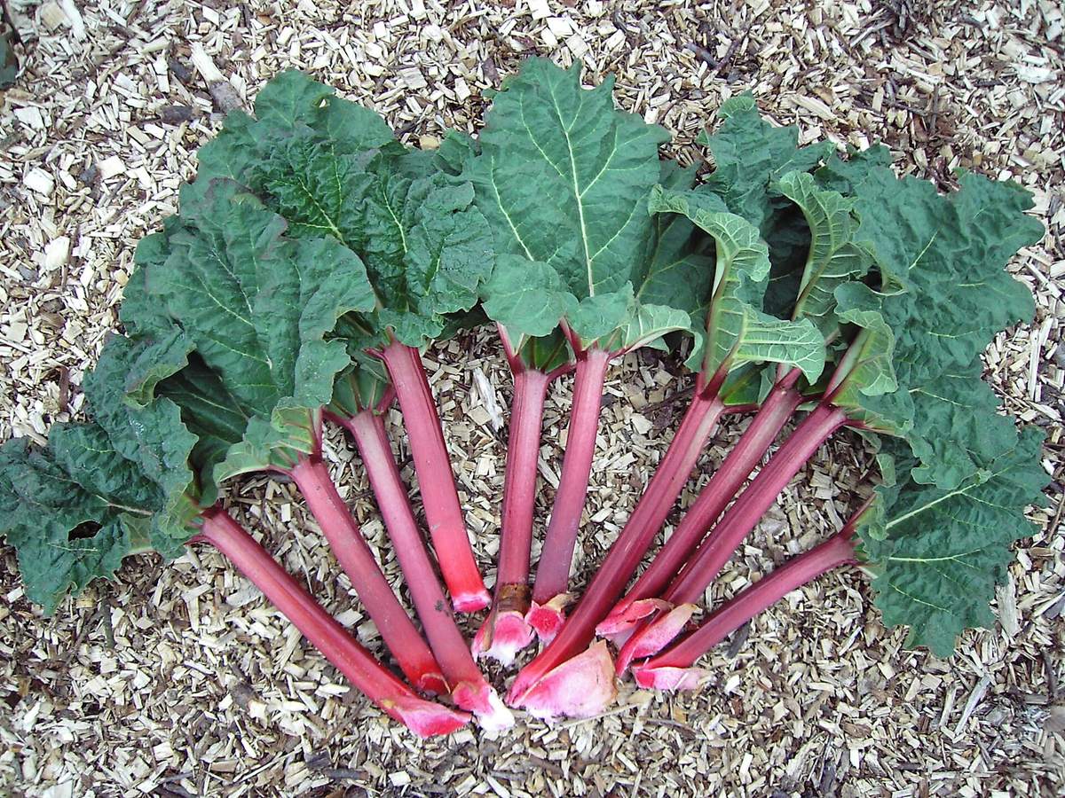 Rabarberstelen in de tuin