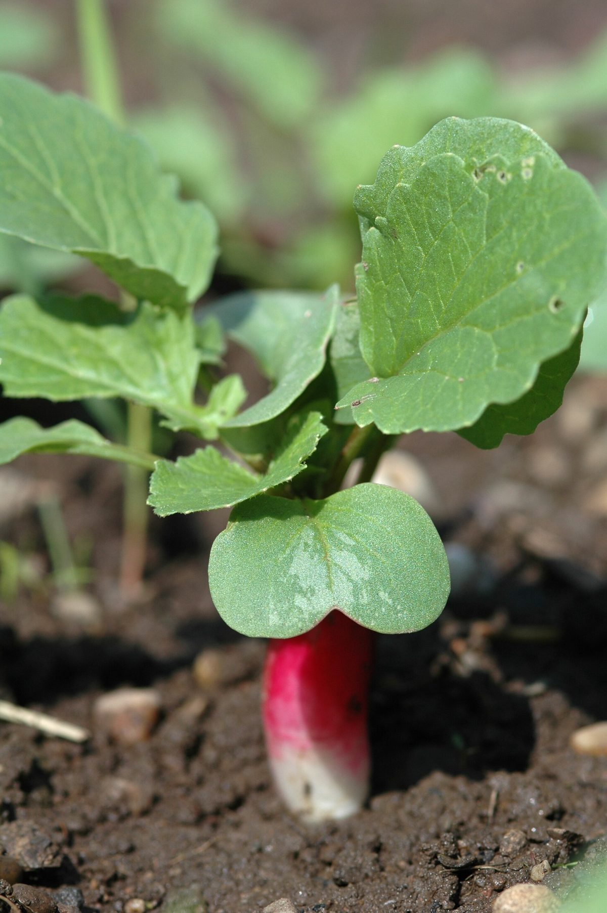 Radijzen in de tuin