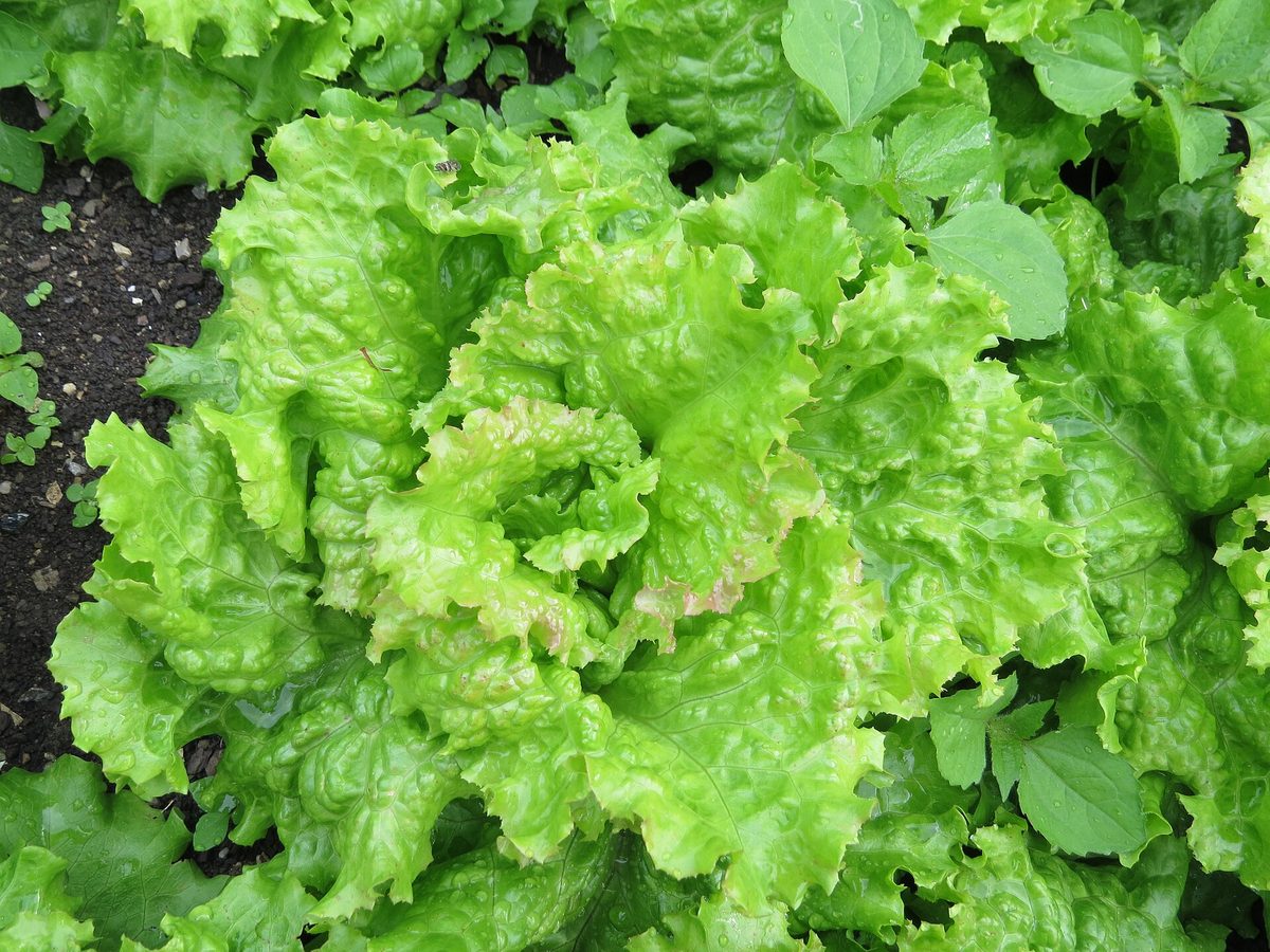 Sla in de moestuin
