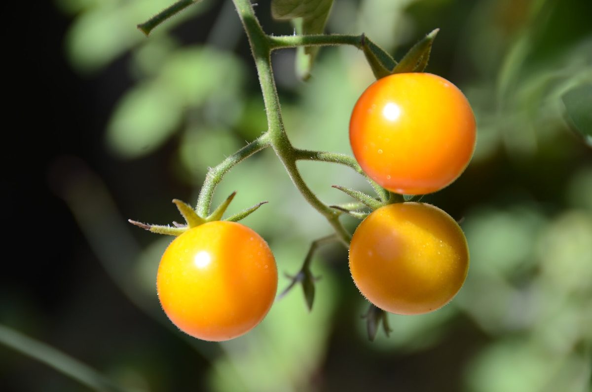 Rijpe tomaten aan de plant in de tuin