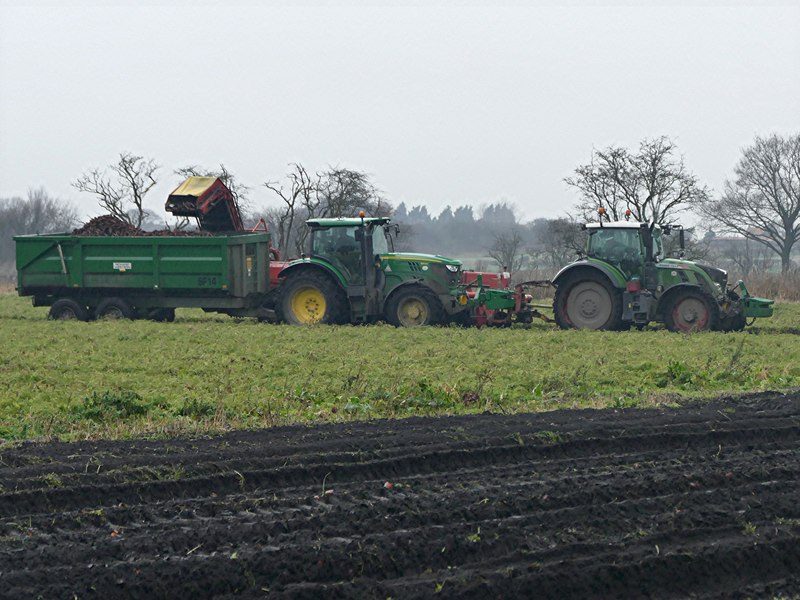 Wortels rooien uit de grond