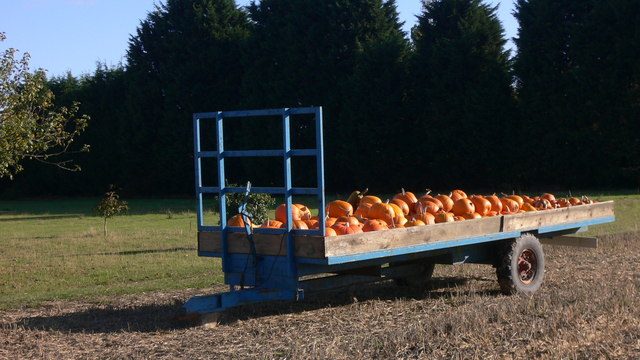 Pompoenoogst in de herfst